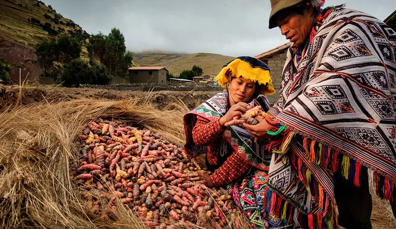 potatoes park cusco
